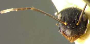 Media type: image; Entomology 22793   Aspect: head frontal view